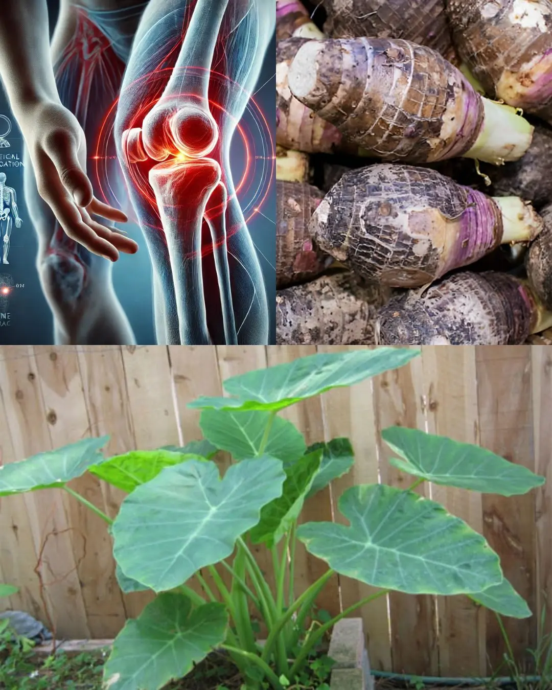 Taro Root: The Ancient Superfood Transforming Health and Sustainability