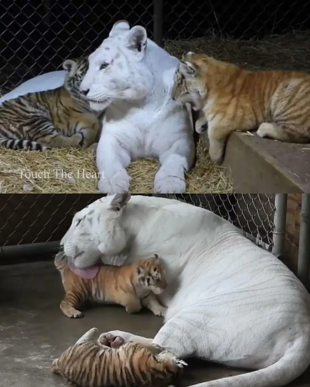 A Tiger’s Heart: Charlotte, Ginger, and the Changing Bonds of Love.