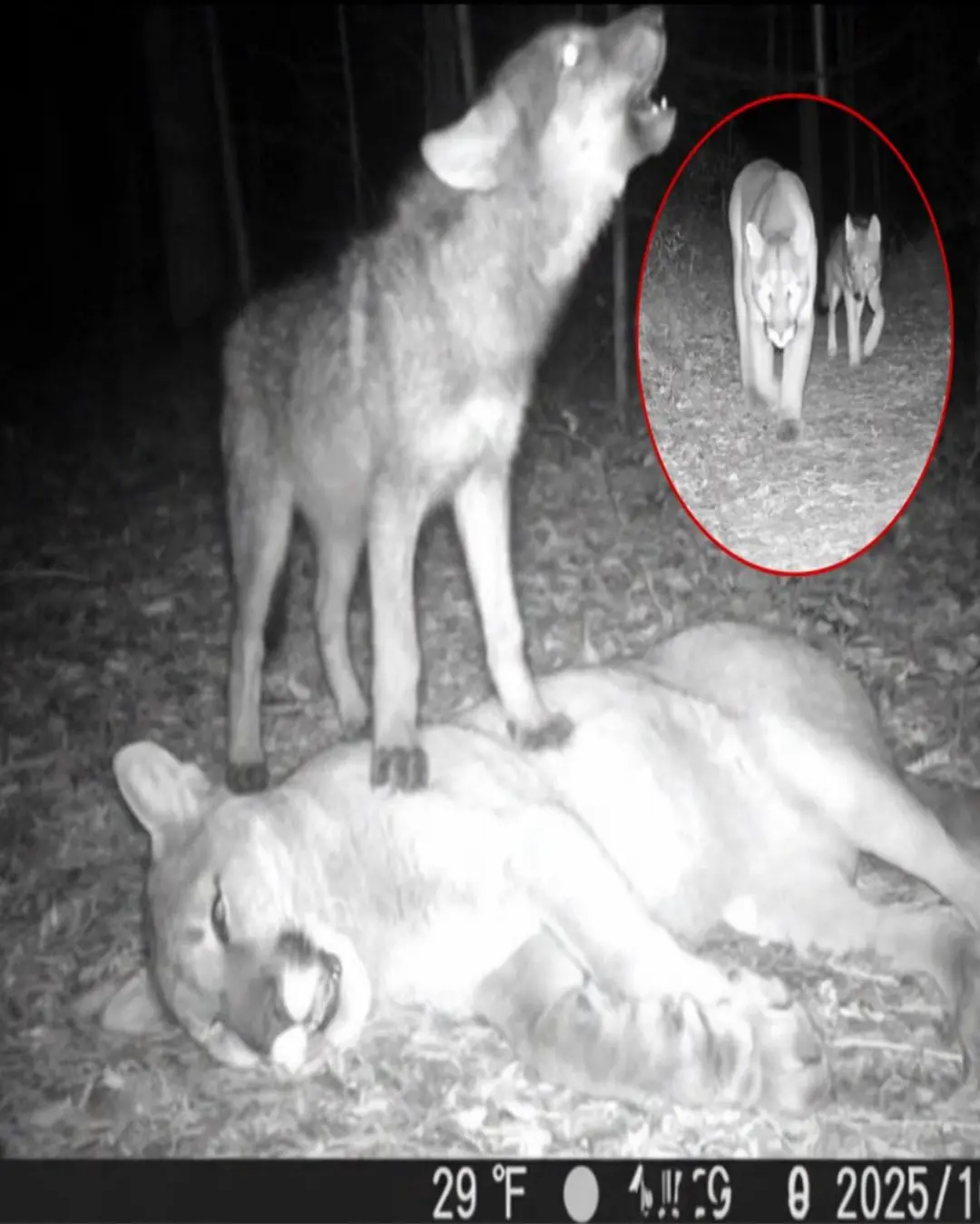 The Wolf Pup Who Wouldn’t Leave: A Story of Love, Loss, and the Wild’s Quiet Grief