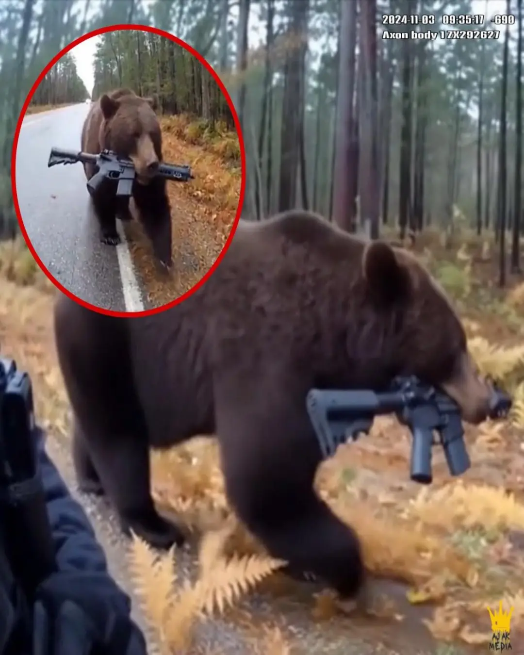 The Pregnant Bear Who Carried a Rifle: A Wild Story of Loss, Instinct, and Unlikely Symbolism