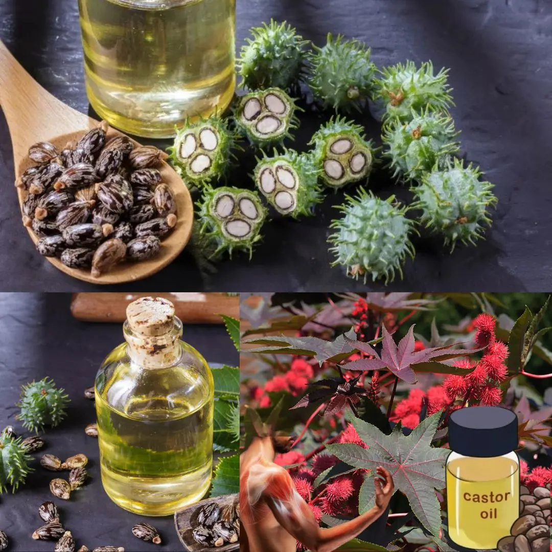 Gardening 7 Benefits and Uses of Castor Oil