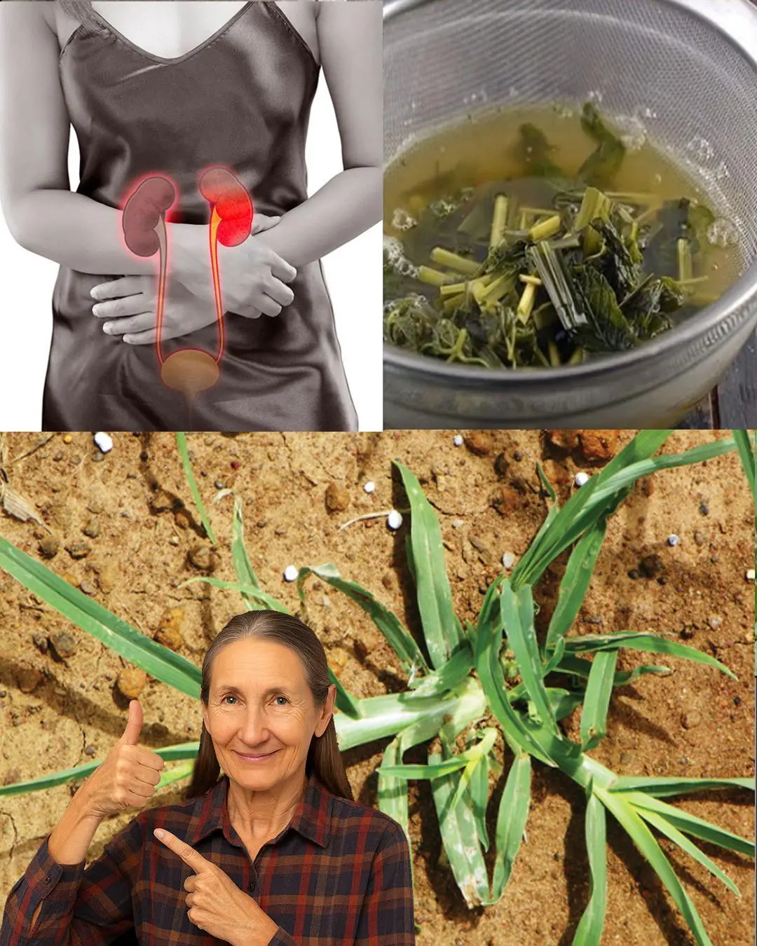 Goosegrass: Health Benefits and Uses