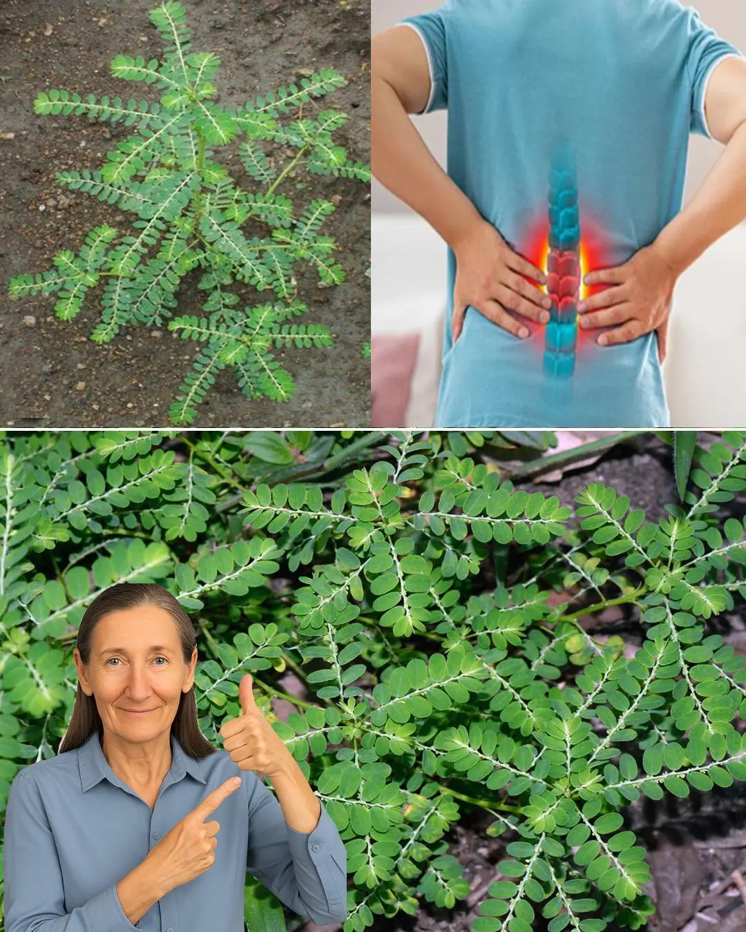 The Power of Chanca Piedra: 10 Benefits and Uses