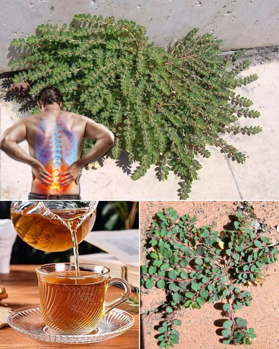 The Hidden Power of Euphorbia prostrata: Benefits, Uses, and Healing Secrets