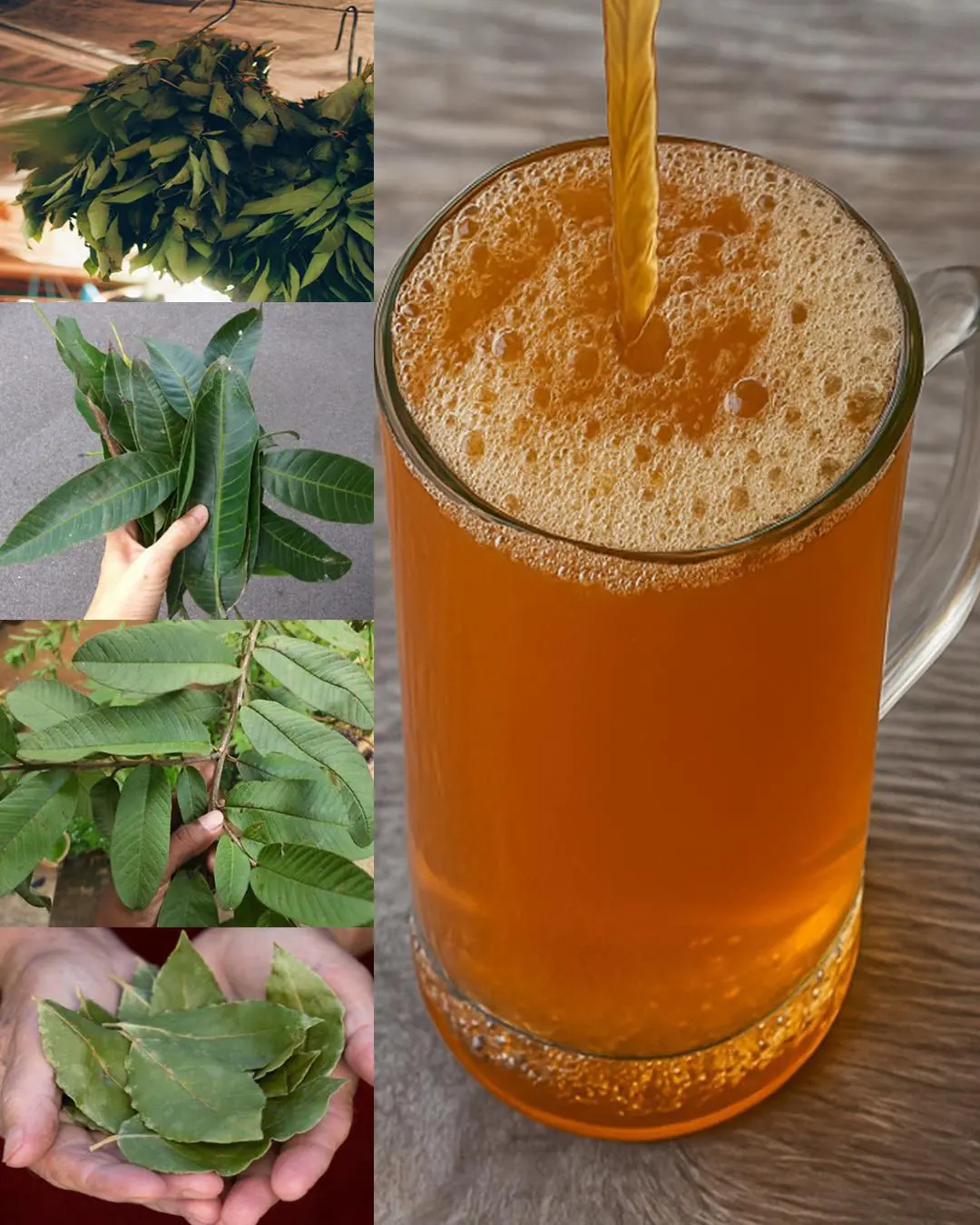The four medicinal leaves: Avocado leaves, mango leaves, bay leaves, and guava leaves