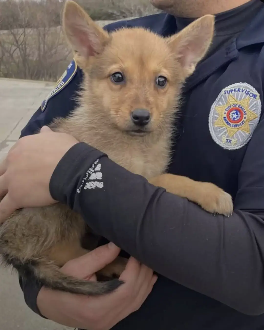 This Mystery Animal Was Found by the Dumpster — Dog, Coyote, or Something In Between?