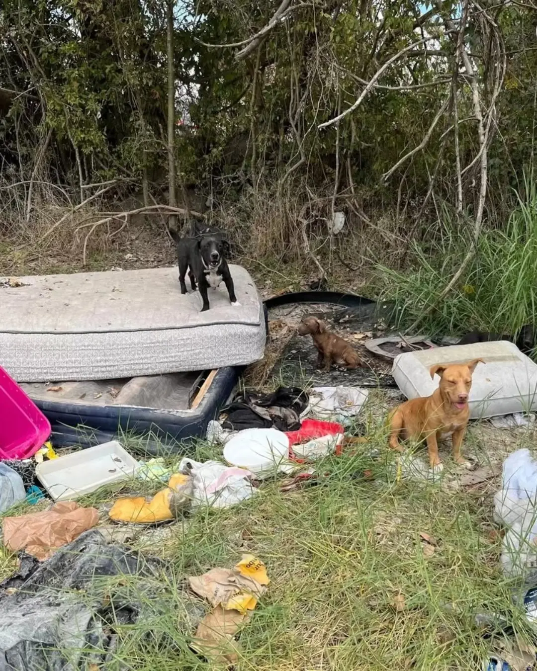 An Entire Dog Family Was Thrown Away — Dad, Mom, Three Daughters, and Even Grandma
