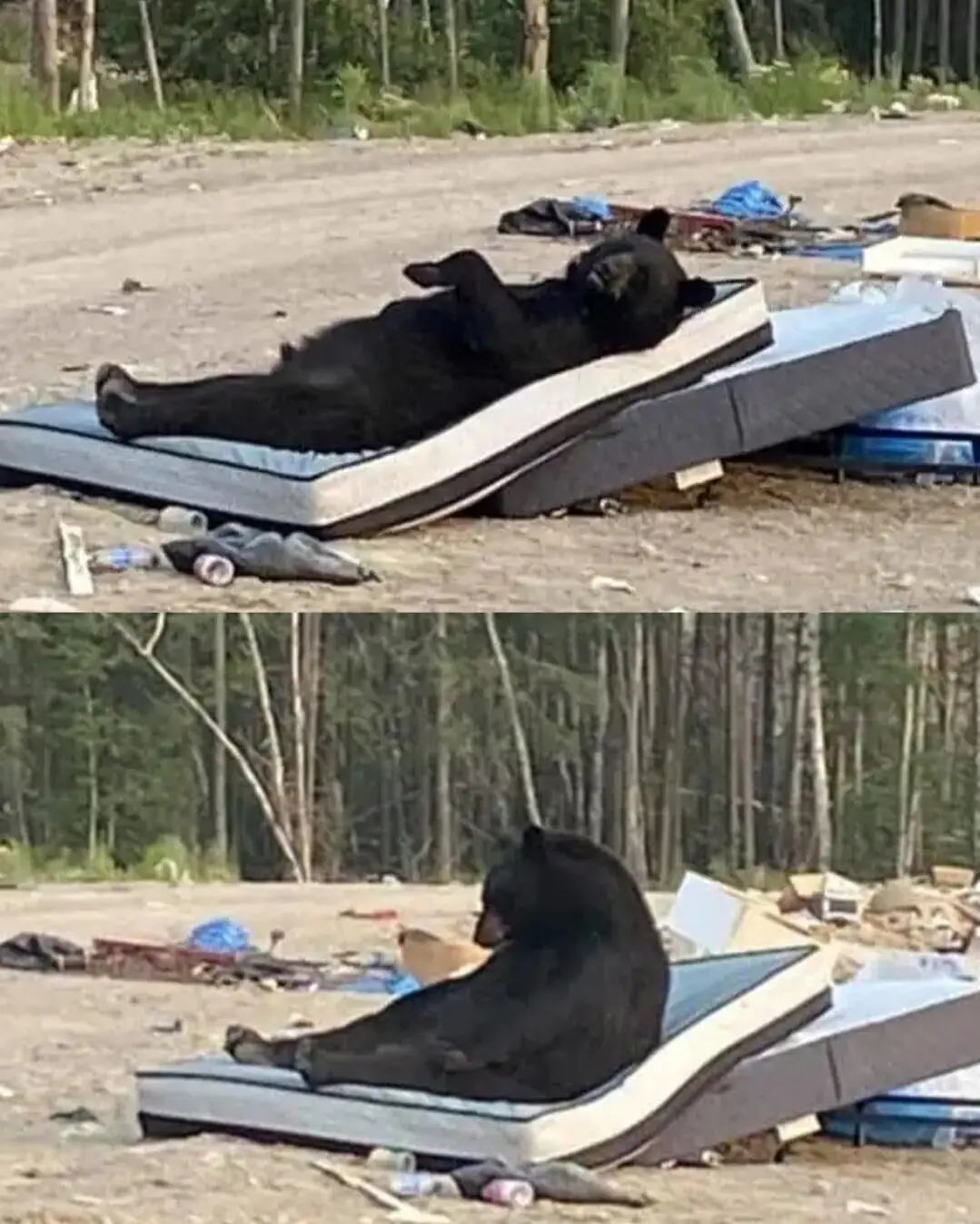 The Bear Who Knew How to Relax.
