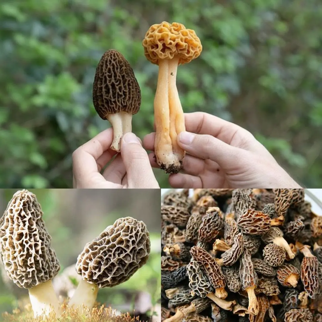 The Fascinating World of Morel Mushrooms: Types, Benefits, and Safe Usage