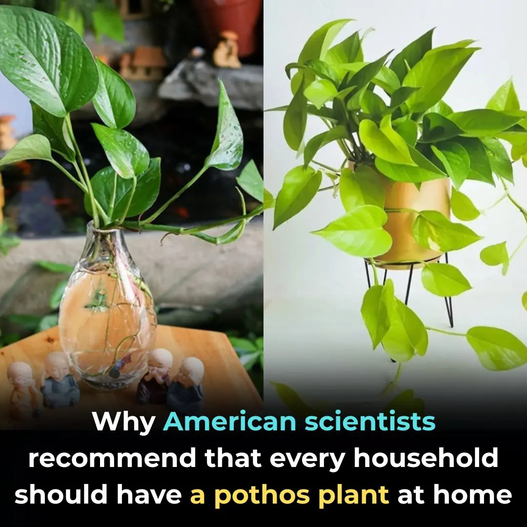 Why American Scientists Recommend Every Home Should Have at Least One Golden Pothos Plant