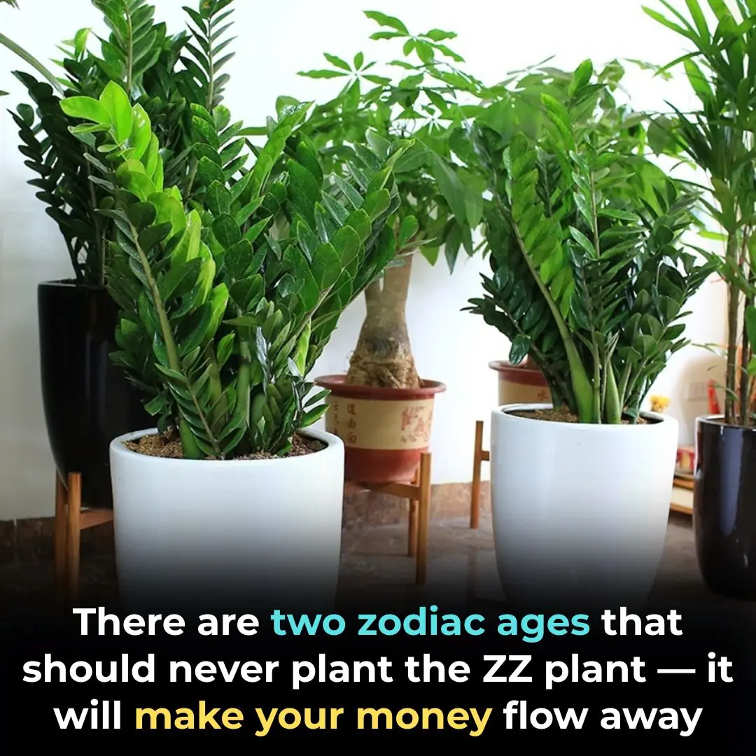 Two Zodiac Signs Should Avoid Planting the ZZ Plant — Or Risk Wealth Flowing Away