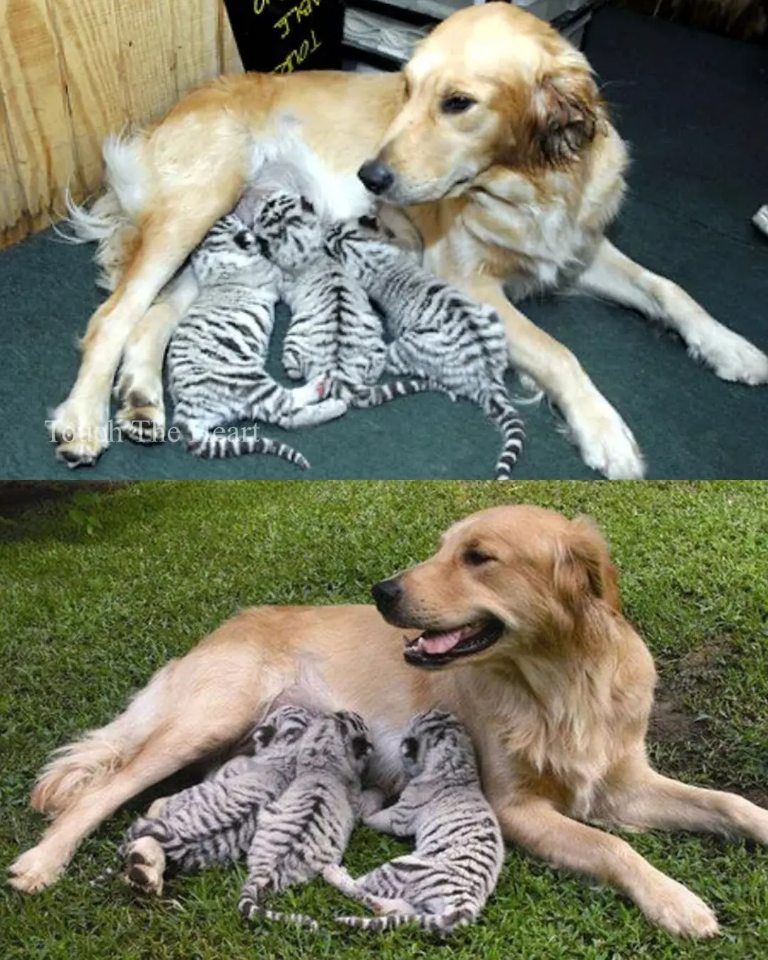 The Mother Who Loved Beyond Species.