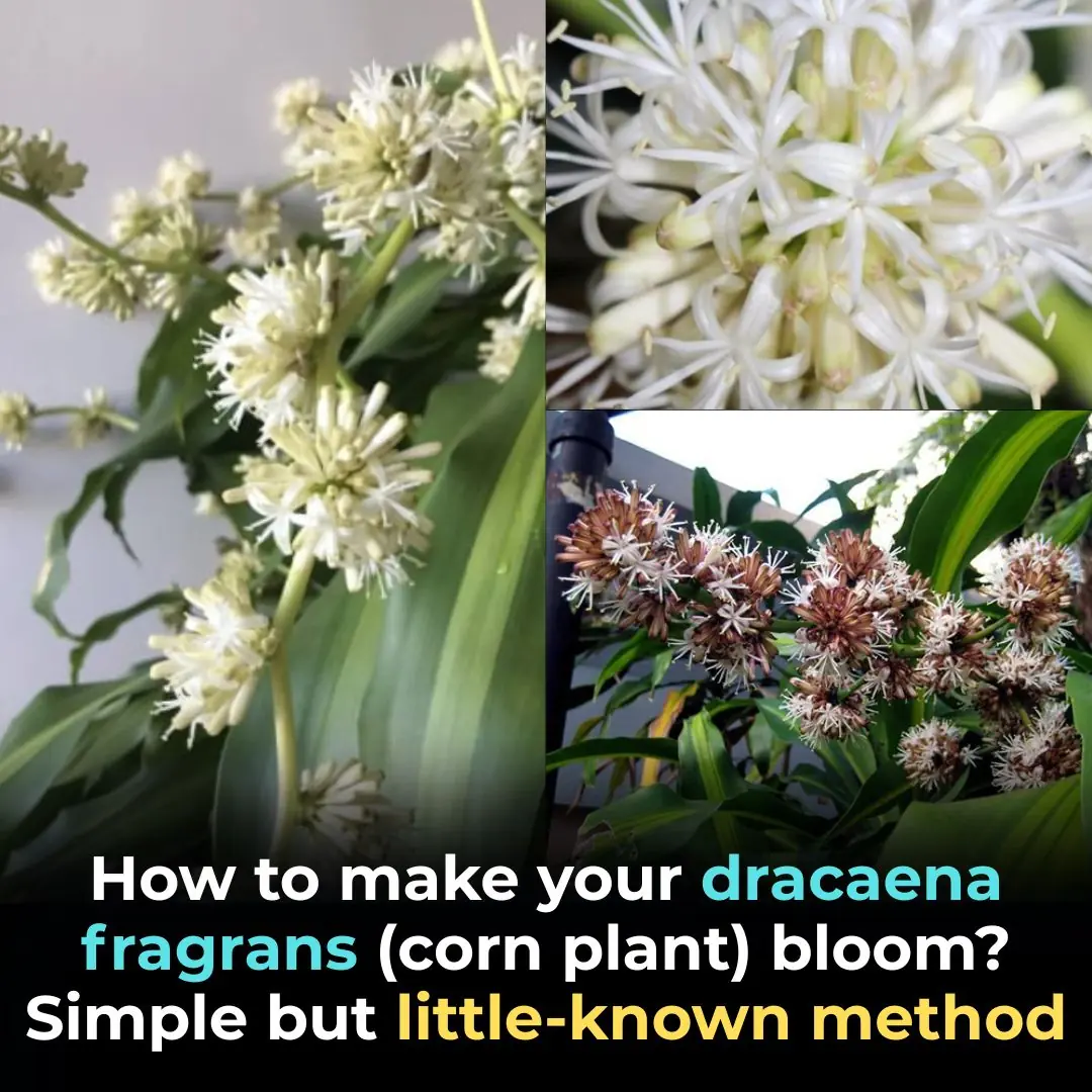 How to Make Dracaena Fragrans (Corn Plant) Bloom