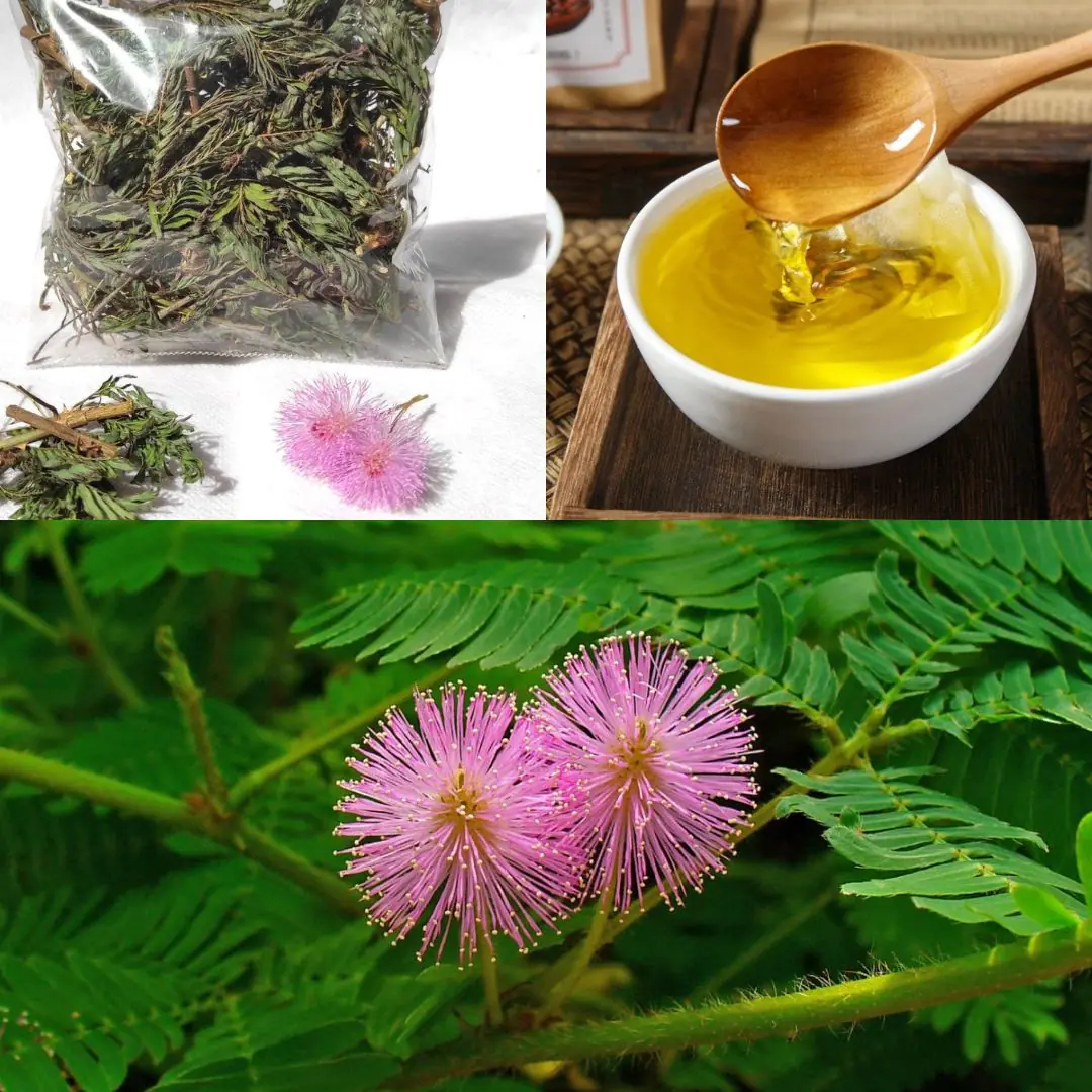 The Digestive Benefits of Mimosa Pudica: A Natural Gut Cleanser