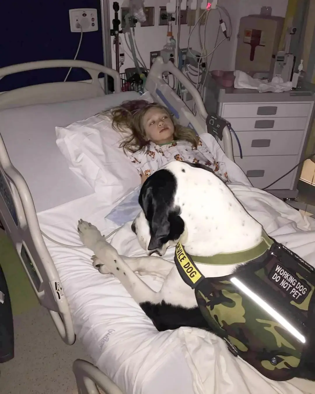 The Golden Guardian: How One Dog’s Love Helped a Little Girl Heal