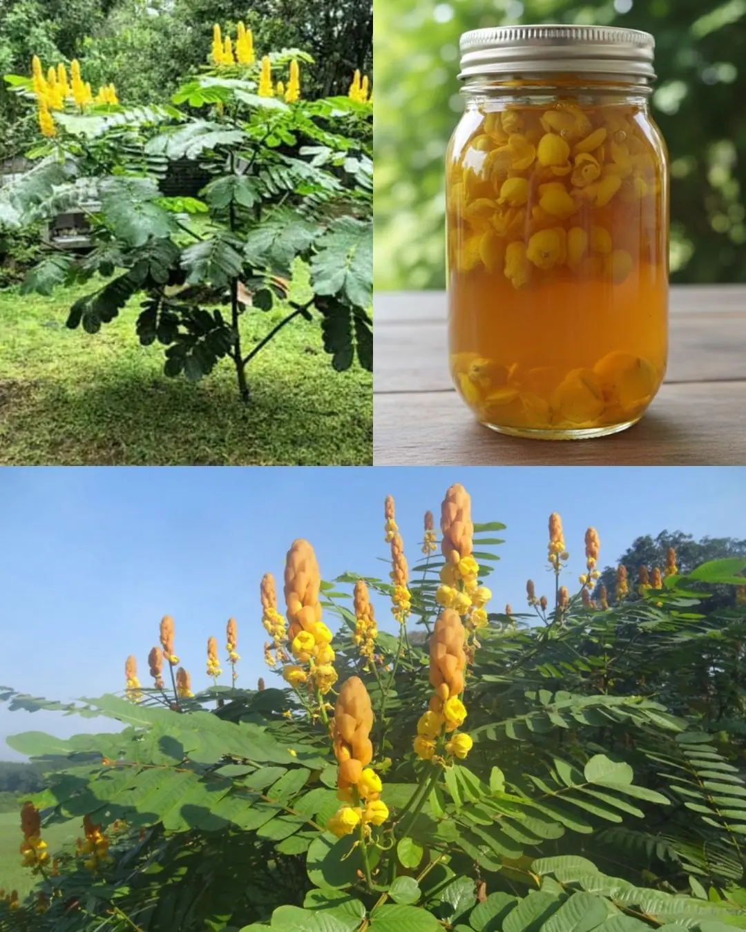 The Powerful Medicinal Benefits and Uses of Senna alata