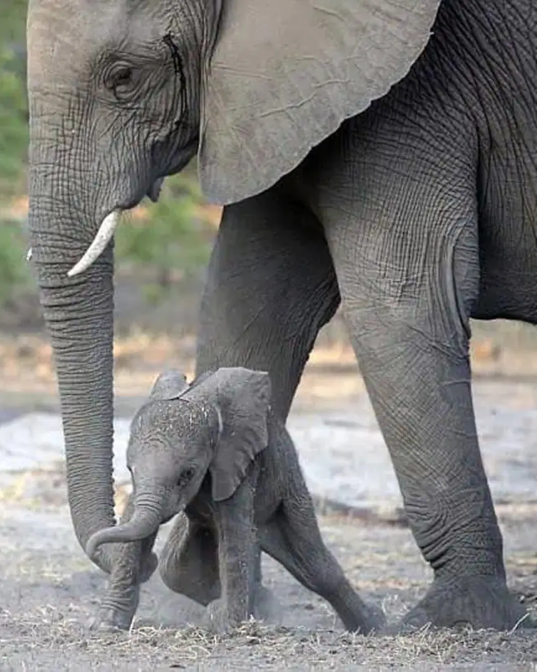 First Steps: A Baby Elephant’s Fight to Stand.