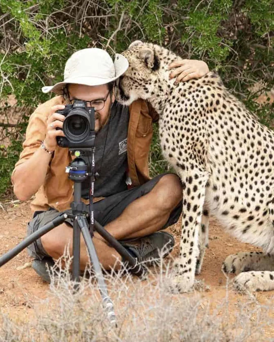 The Hug of a Cheetah.