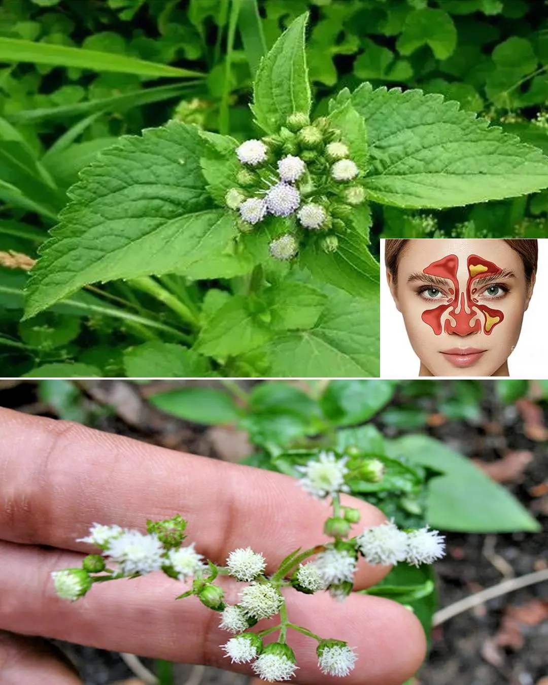 7 Benefits and Uses of Ageratum conyzoides
