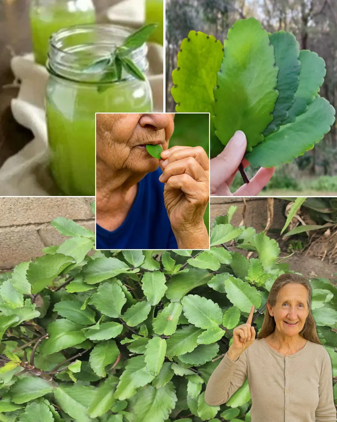 7 Benefits of the Miracle Leaf of Life