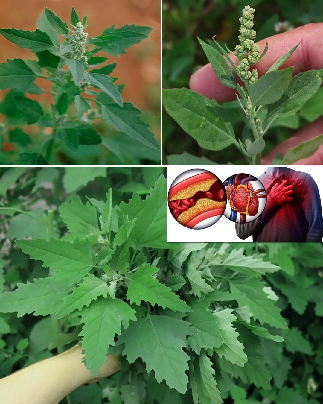 Lamb’s Quarters/Wild Spinach a superfood with health benefits