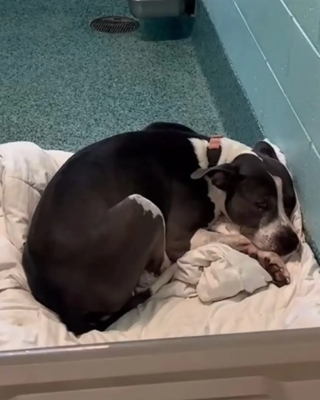 Three Years of Waiting: The Shelter Dog Still Hoping to Be Chosen