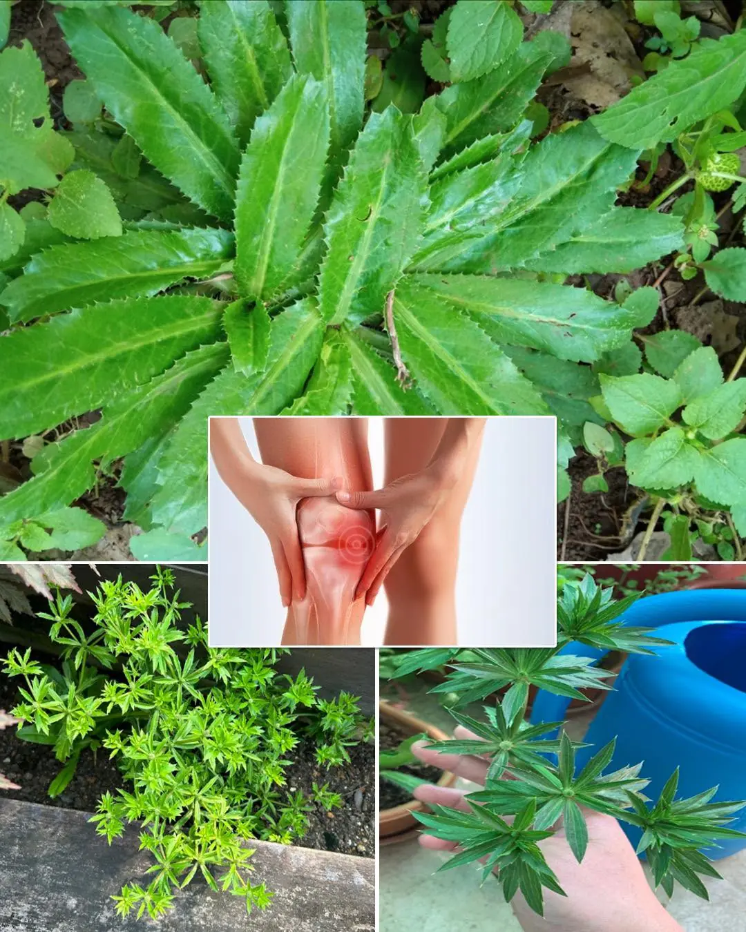 Culantro Herb Benefits and Uses: The Powerful Healing Plant You Should Try