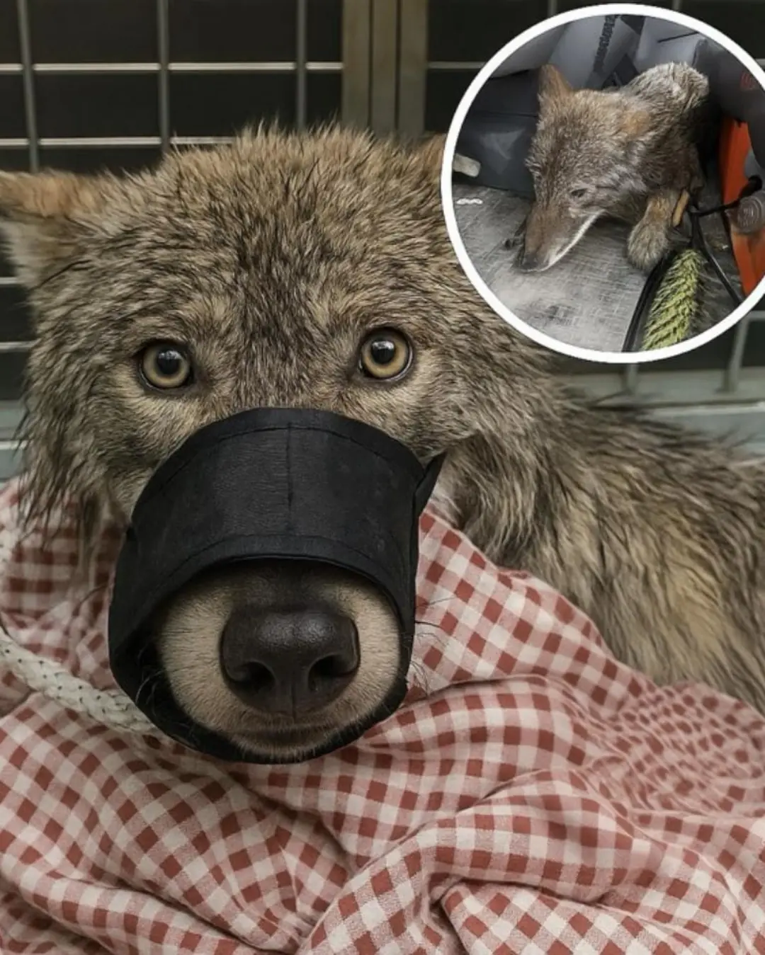 A Life Saved in the Icy River: When Compassion Transcends Species