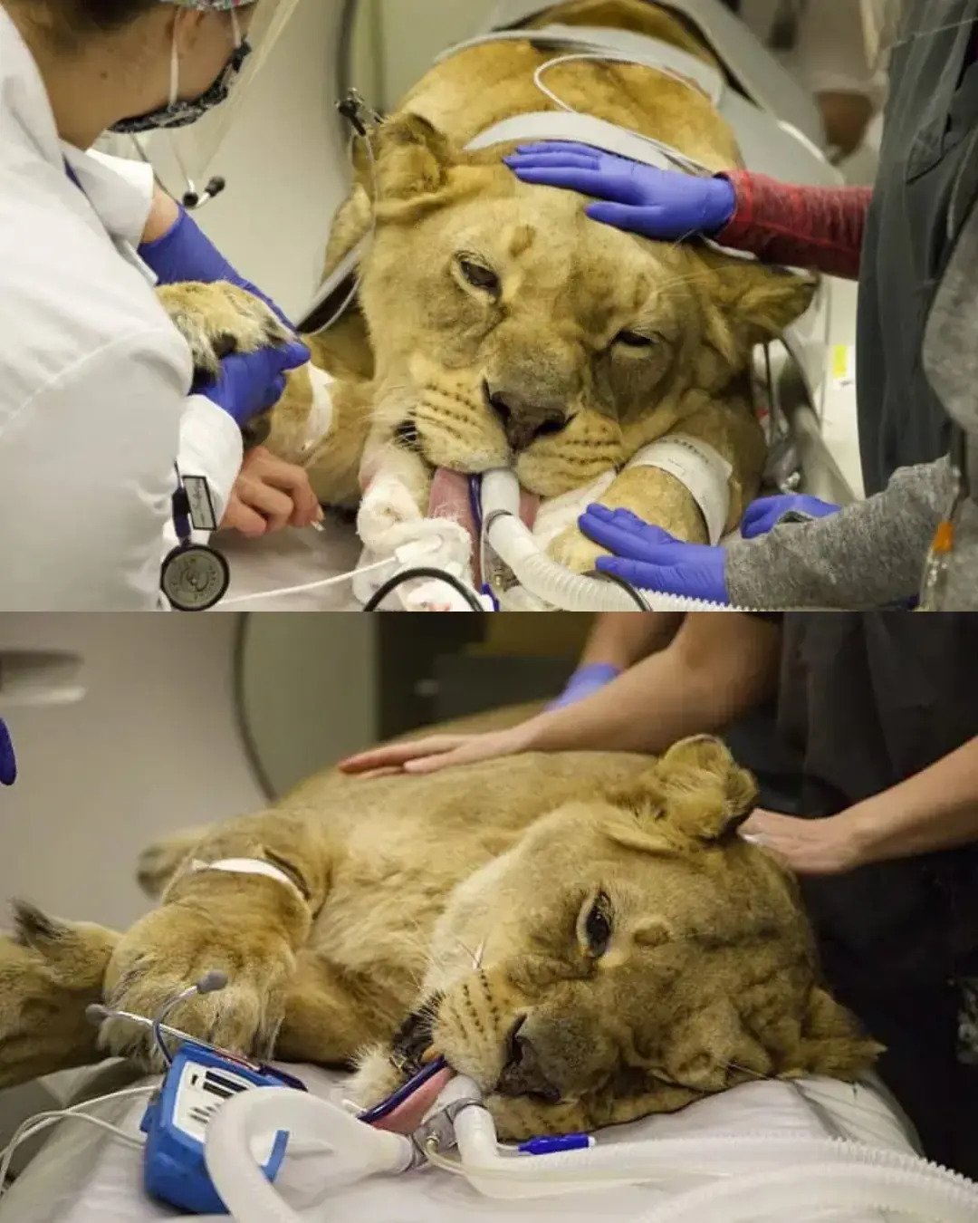 The Lioness Who Found Freedom: From Captivity to Courage.