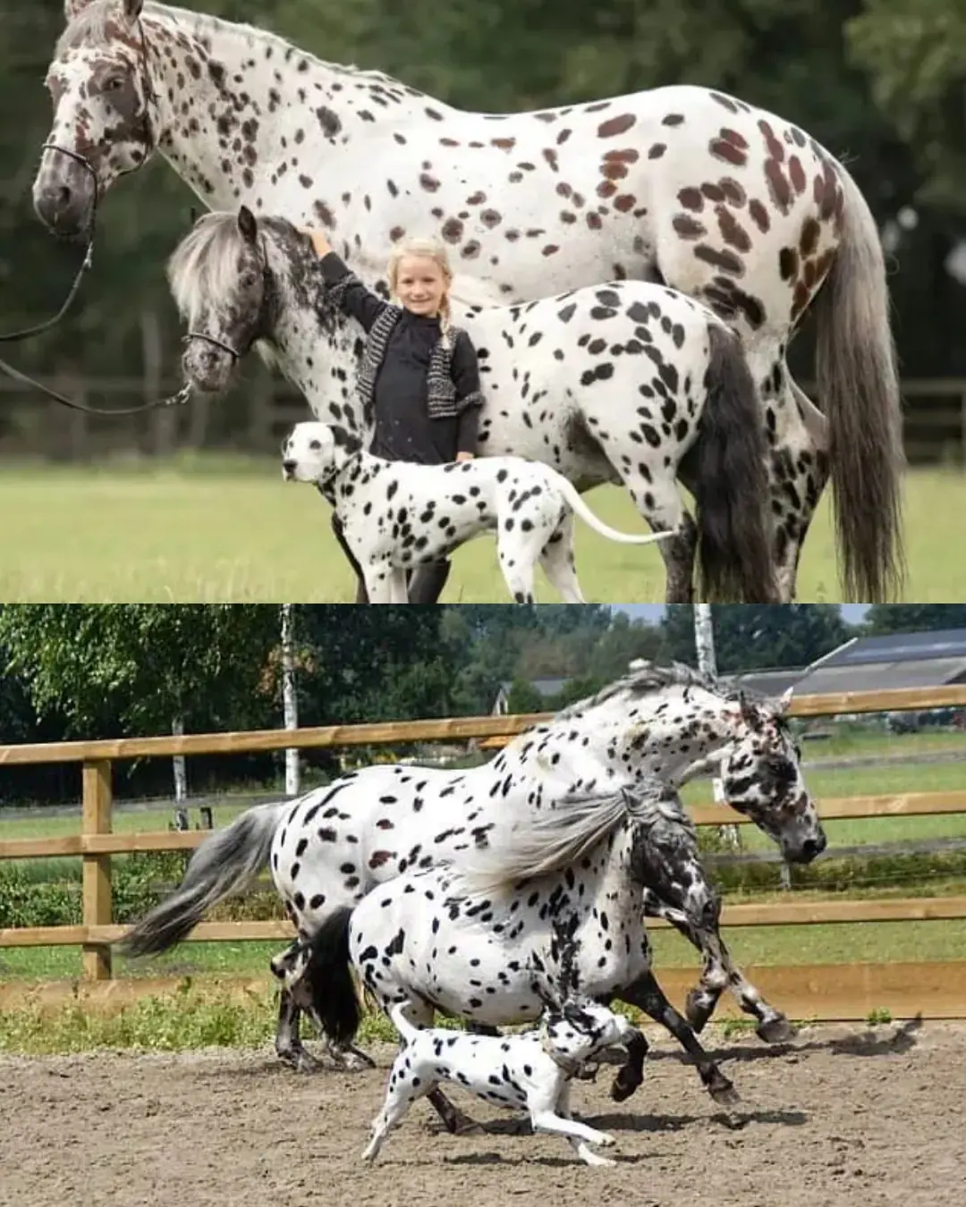 Spots of Joy: The Horse, the Pony, and the Dog Who Became Family
