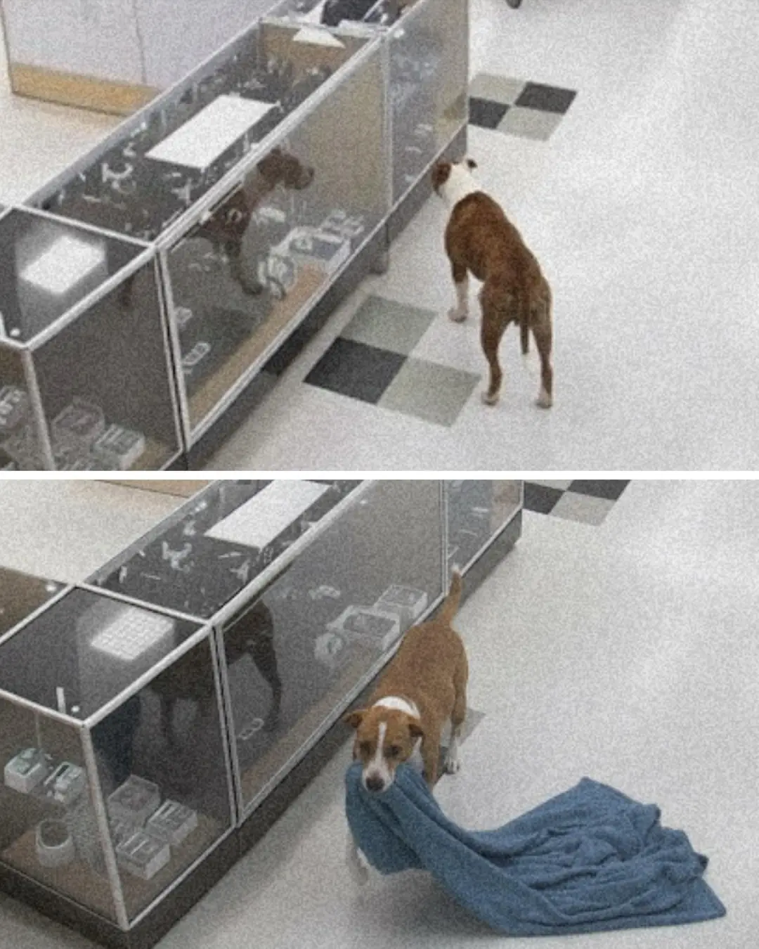 A Blanket Stolen, A Heart Restored: How One Dog Sparked a Wave of Kindness