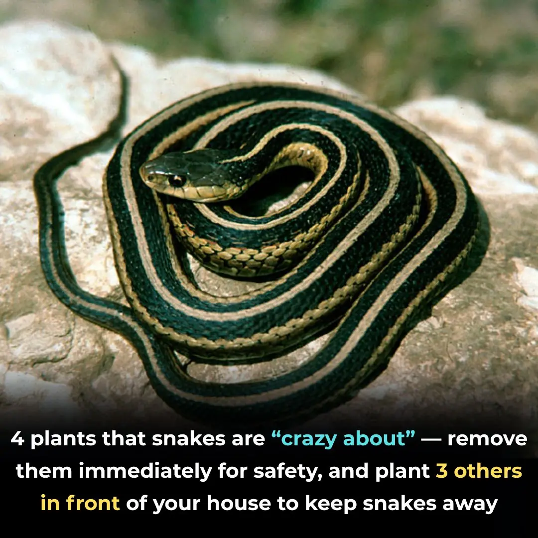 4 Types of Plants Said to Attract Snakes — and What Science Really Says About Safety Around Your Home