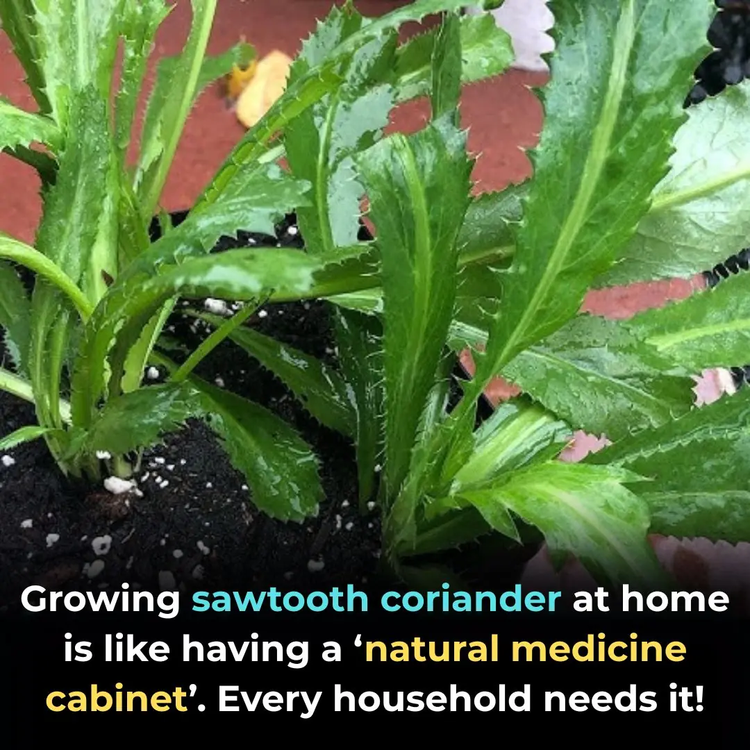 Growing Culantro at Home: A Small Herb with Big Medicinal Power