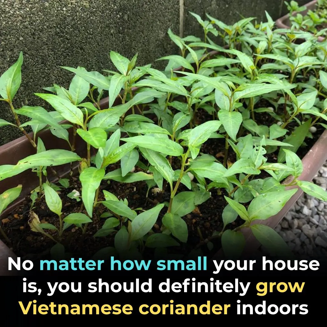 Why Every Home — No Matter How Small — Should Grow Vietnamese Coriander