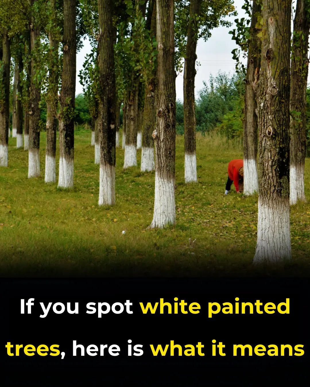 What’s the Reason Behind Painting Trees White?