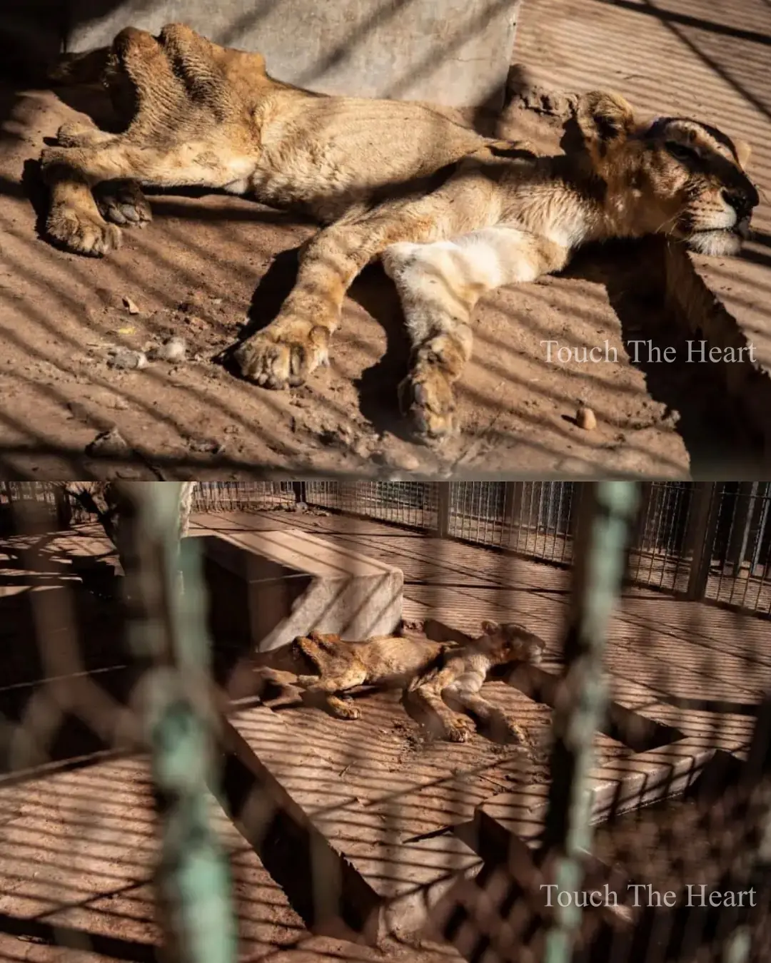The Dying Lions of Khartoum: A Cry for Compassion Amid Collapse