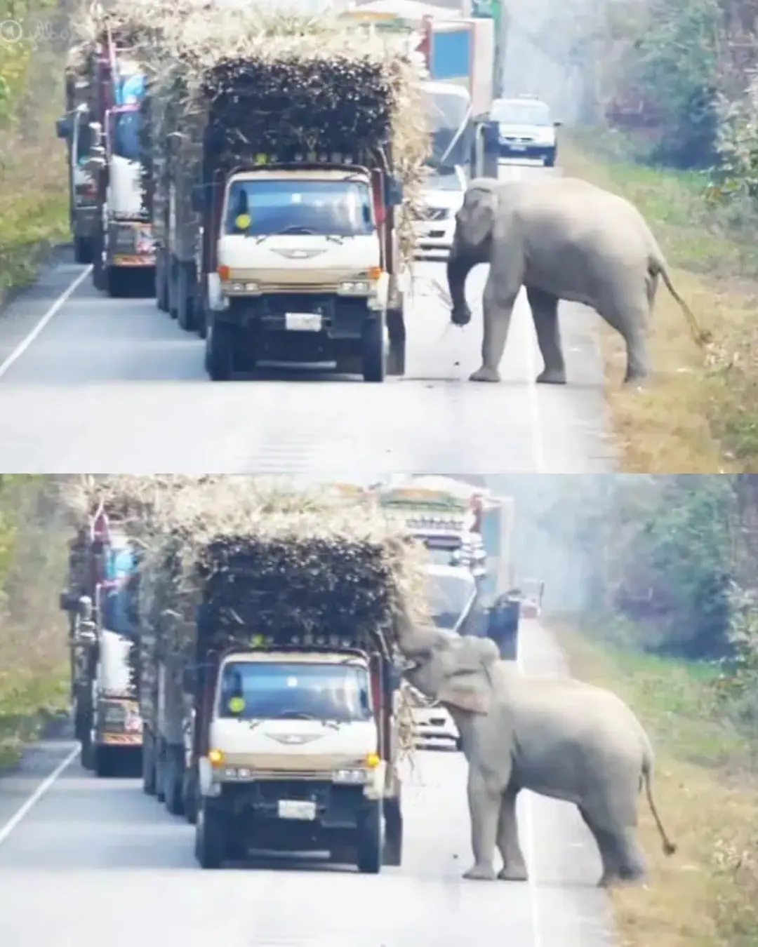 The Elephant Who Collected His Own Toll.
