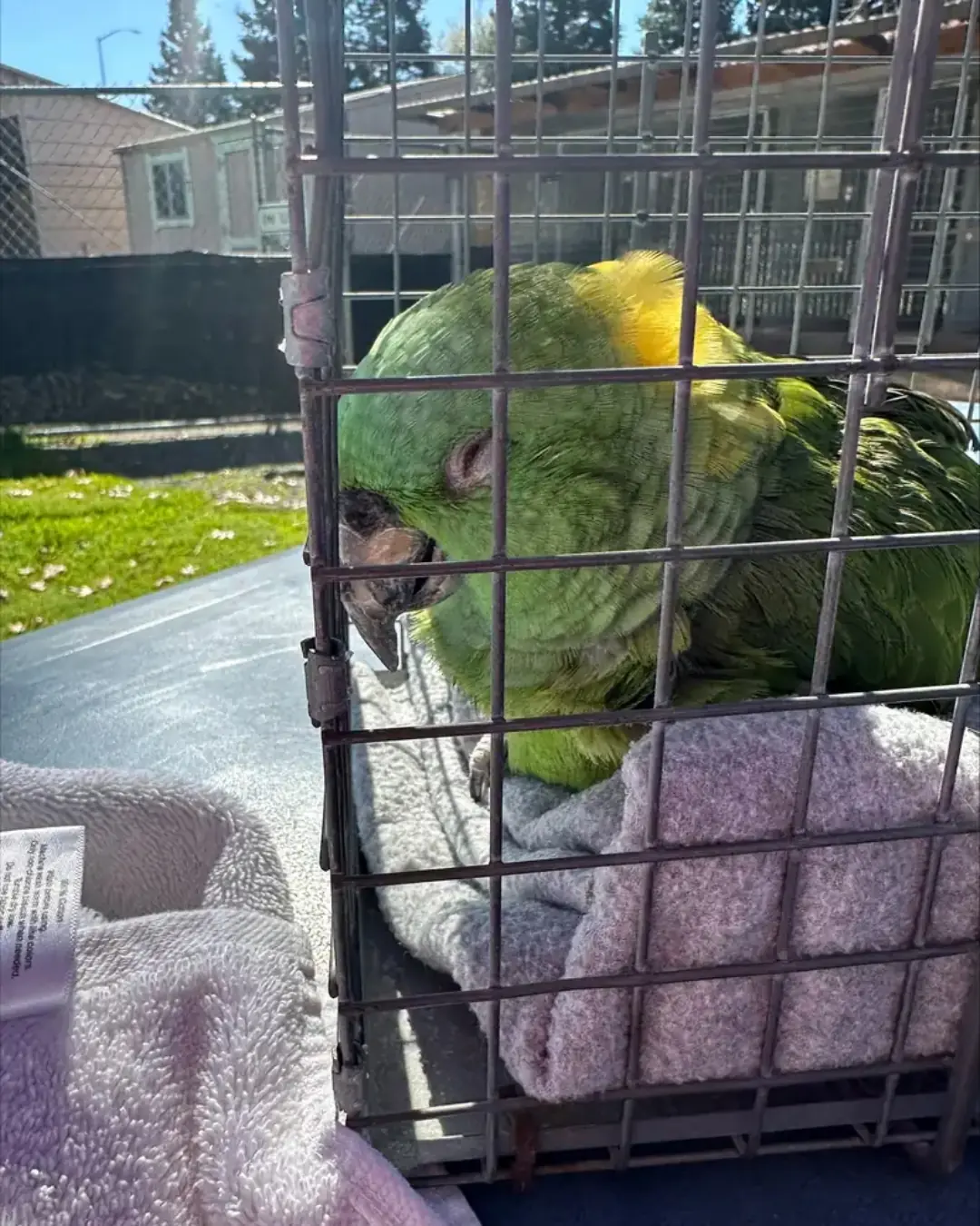 40-Year-Old Parrot Waits Alone for 2 Weeks in Empty Home, Collapses After Finally Being Rescued.