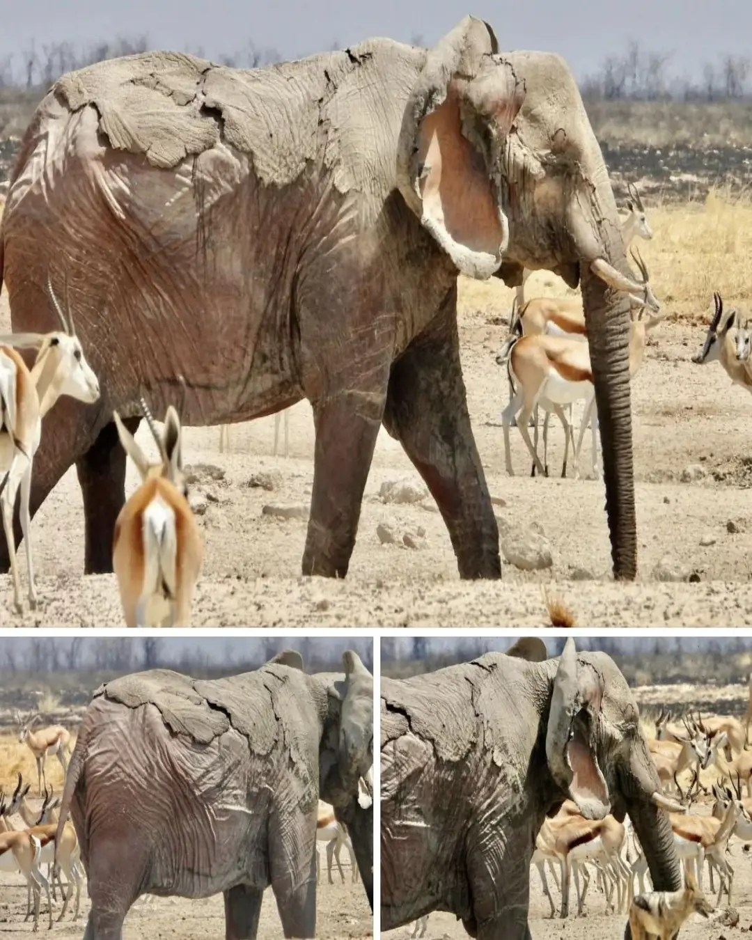 Tragedy in Etosha: The Burning Silence of a Dying Giant