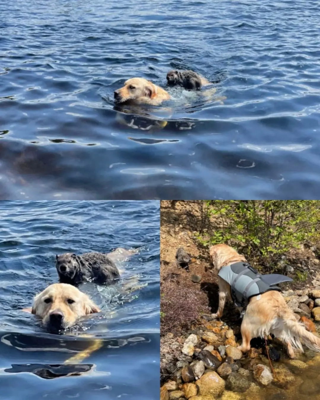 The Dog, the Woodchuck, and the Day Kindness Floated to Shore