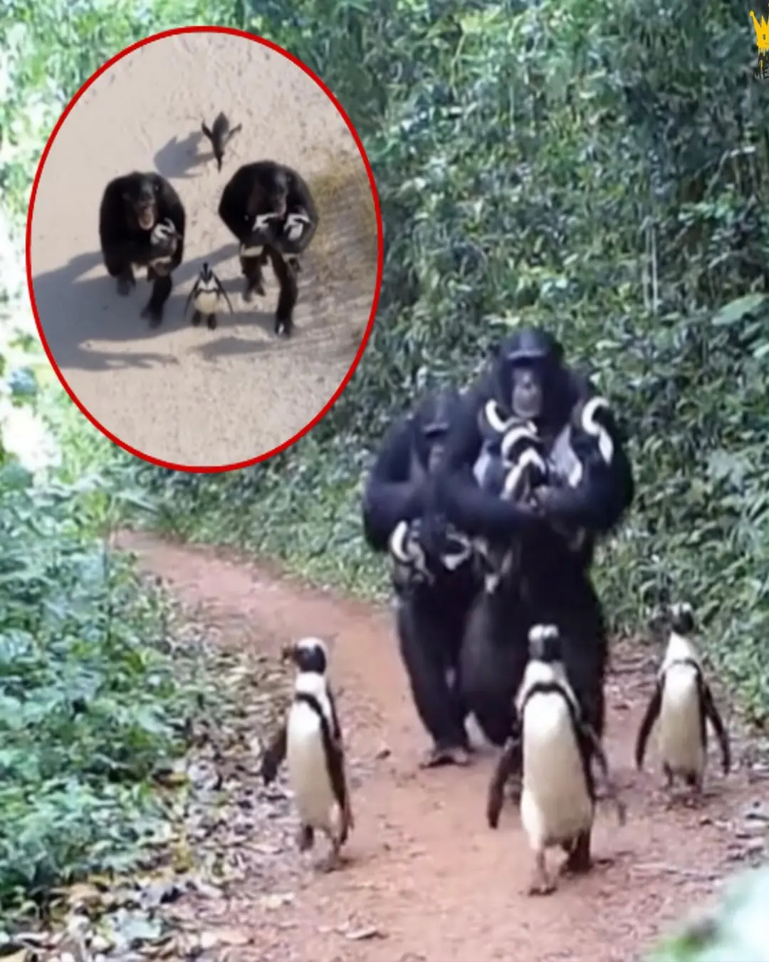 When Chimps Became Caretakers: The Unbelievable Bond Between Apes and Penguins