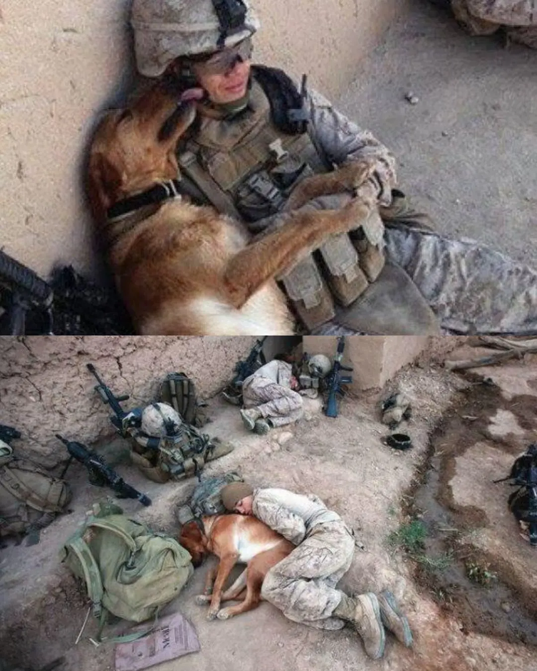 The Silent Reunion — A Soldier, A Dog, and the Sound of Love