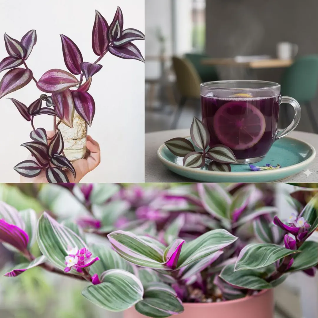 Tradescantia zebrina: The Colorful Healer Hidden in Plain Sight