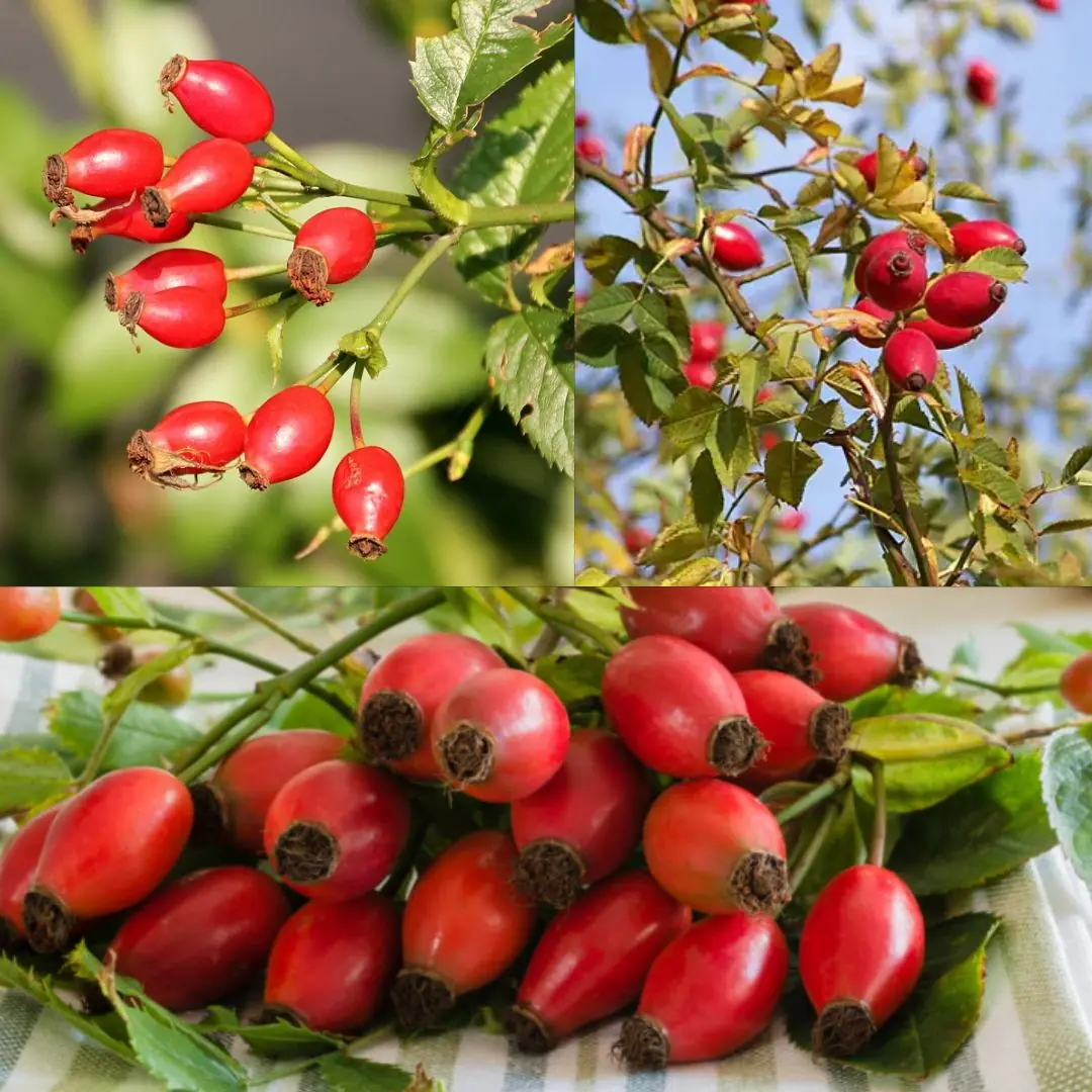 The Hidden Power of Rose Hips: Nature’s Overlooked Treasure Growing in Your Backyard