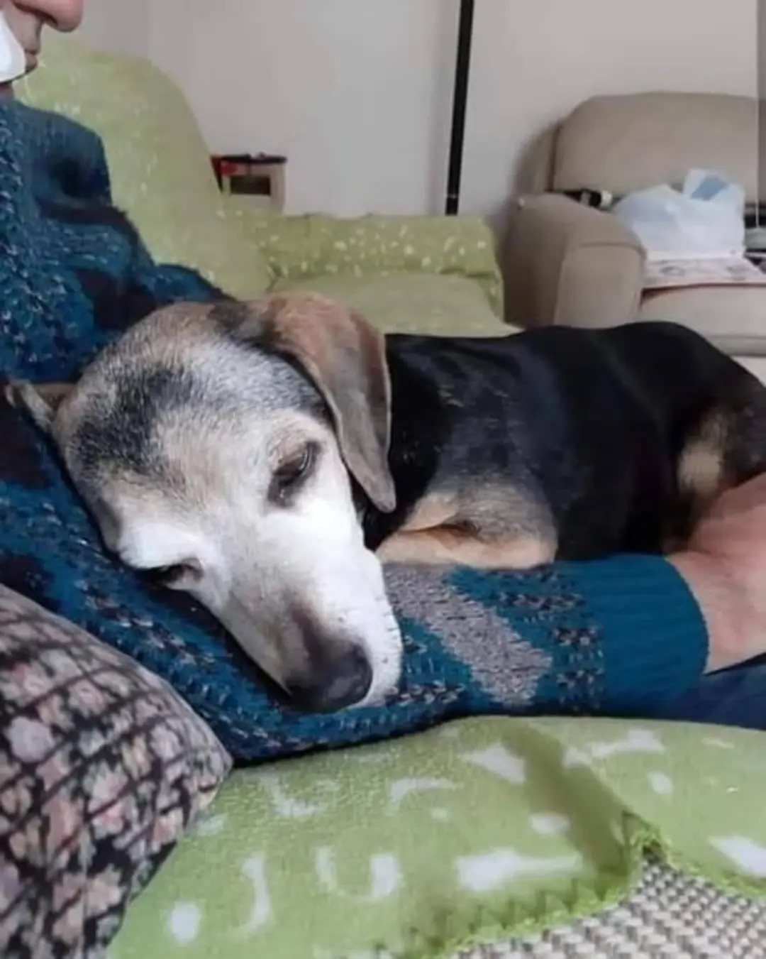 The Day a Forgotten Dog Finally Found Home