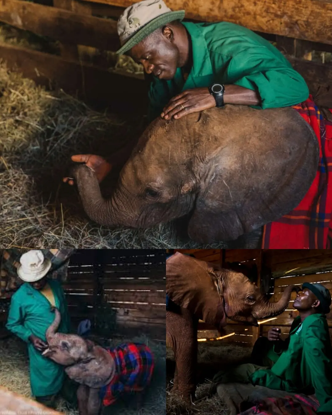 A Broken Heart Finds a New Home — The Little Elephant Who Learned to Love Again