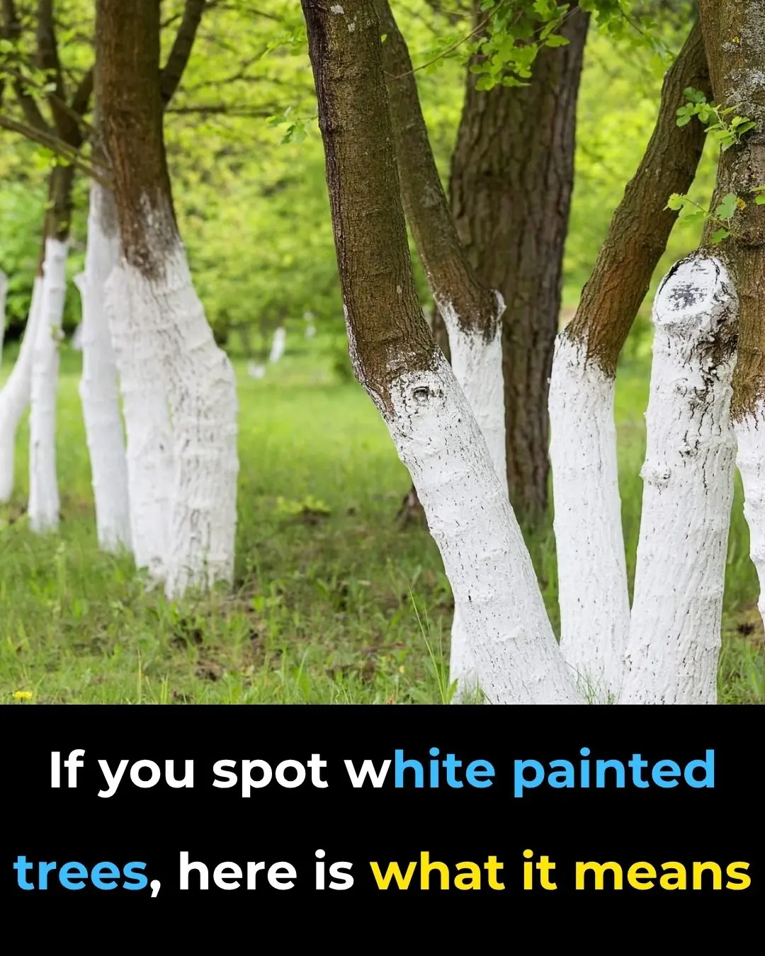 What’s the Reason Behind Painting Trees White?