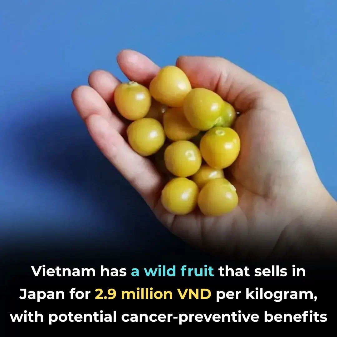 A Wild Vietnamese Fruit Sells for Nearly $120/kg in Japan — and It May Help Prevent Cancer