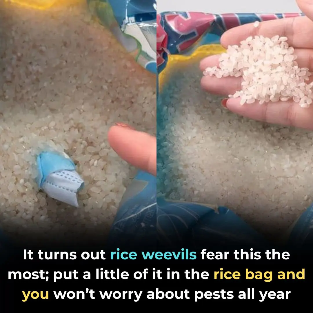 The Secret Trick Rice Weevils Fear Most — Add a Bit of “This” and Keep Your Rice Fresh All Year
