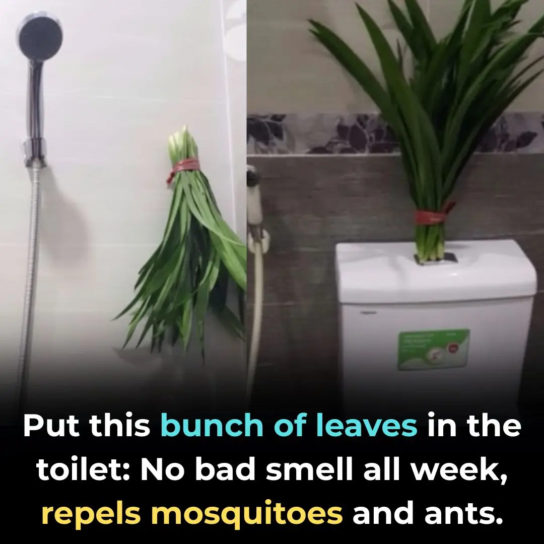 Put this bunch of leaves in the toilet: No bad smell all week, repels mosquitoes and ants.